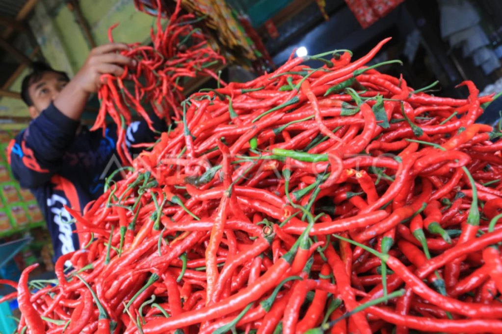 Harga cabai merah turun di Aceh&nbsp;Barat