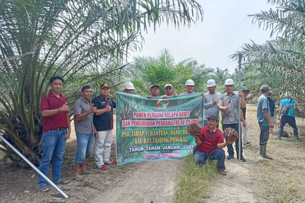 Pemkab Pasaman Barat targetkan peremajaan sawit rakyat seluas 750 hektare pada&nbsp;2024
